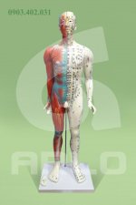 mo hinh huyet dao giai phau.jpg